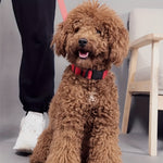 Adjustable Luminous Dog Collar – Glow-in-the-Dark Night Safety